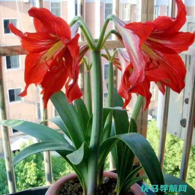 花卉养殖中常见的杀菌剂使用指南
