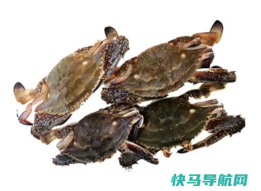 青蟹和梭子蟹哪个更寒？青蟹和梭子蟹哪个更好吃
